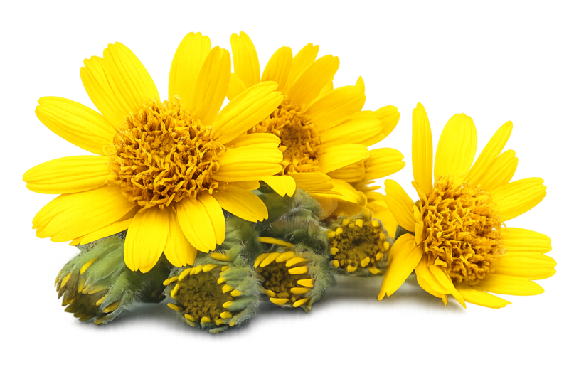 Arnica