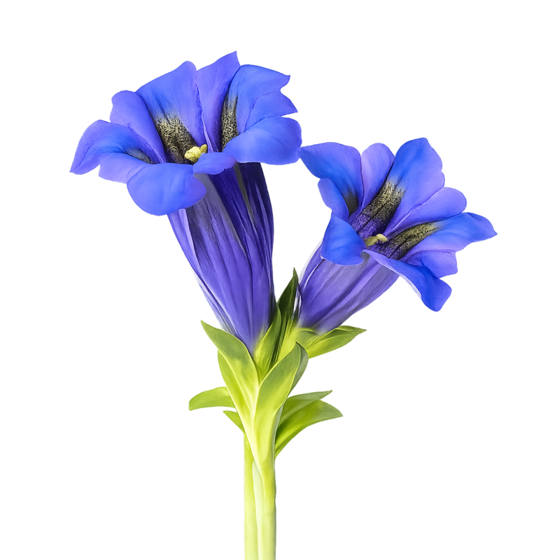 Gentian Root