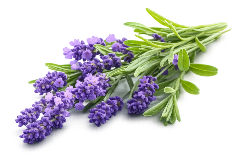 Lavandula Angustifolia (Lavender) Flower Extract