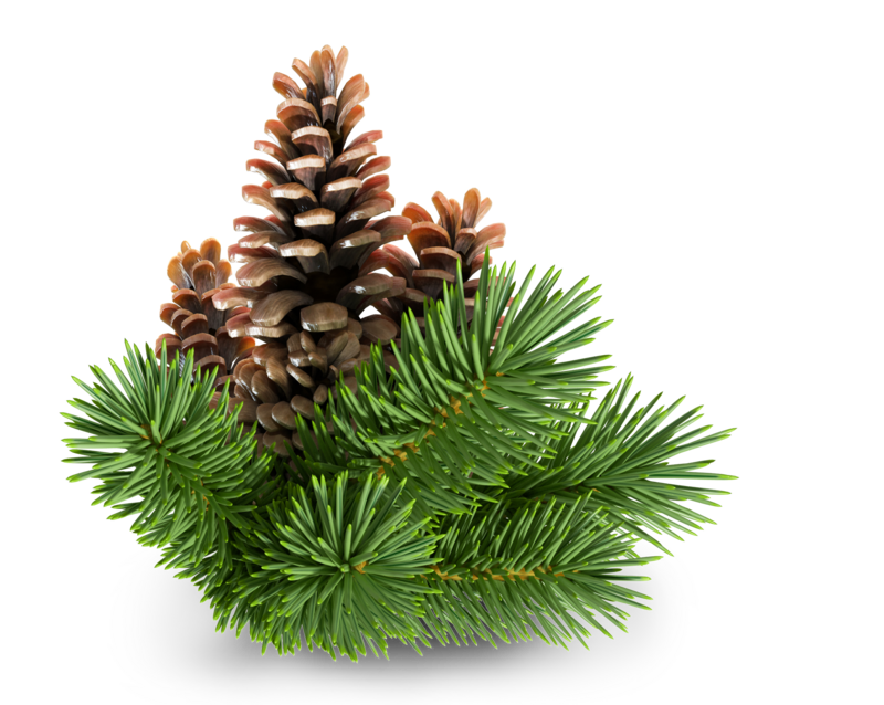 Abies Sibirica Needle Oil